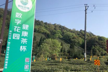 京東農(nóng)場數(shù)字化茶園來四川了！科技、物流、平臺“組合拳”助力川茶振興