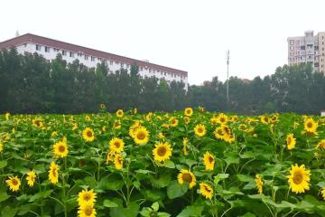 直播、醫(yī)藥、支付…快遞公司為擴生態(tài)密集推出新業(yè)務(wù)