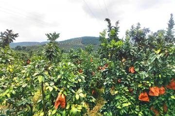 百果園正式啟動C端出海計劃，首站落戶印尼