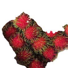 天津港進口泰國紅毛丹荔枝熱帶水果新鮮當季稀有報關清關
