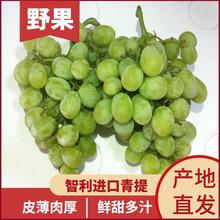 進(jìn)口日本網(wǎng)紅水果生鮮晴王陽光玫瑰葡萄現(xiàn)采現(xiàn)摘青島港報(bào)關(guān)