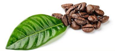 廣州進(jìn)口巴西阿拉比卡咖啡豆生豆大宗普貨報(bào)關(guān)清關(guān)所需單證