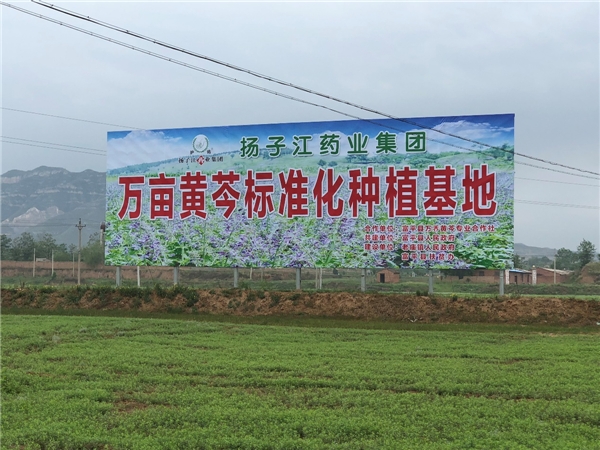 　　圖:位于陜西富平縣的萬畝黃芩標準化種植基地